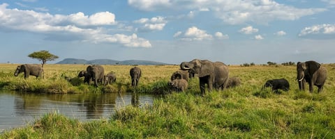 Tsavo West elephants